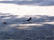 31883_Middle Fork